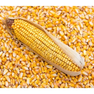 Maize