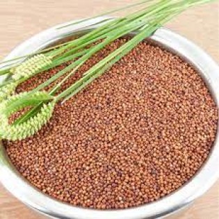 Ragi